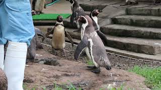 #1-36 July 2023 penguin at Kumamoto zoo, Kumamoto, Japan