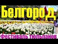 Весенний Белгород. Фестиваль тюльпанов "Река в цвету" || Belgorod. Tulip Festival.