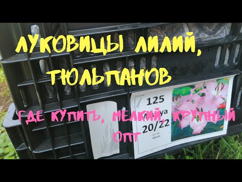 Вопрос: Где купить луковицы тюльпанов в Москве?