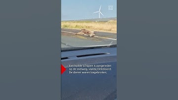 HEFTIG ongeluk: SCHAPEN doodgereden | #shorts