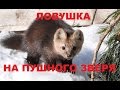 Самолов (живоловушка) на пушного зверя