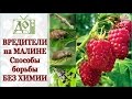 ВРЕДИТЕЛИ на МАЛИНЕ. Способы борьбы БЕЗ ХИМИИ (Малиновые МУХА, ЖУК, ДОЛГОНОСИК и ГАЛЛИЦА)