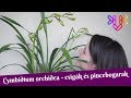 Cymbídium orchidea átvizsgálása | Csiga és pincebogár támadás