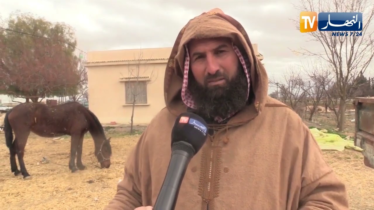 أم البواقي : مربو الماشية يراهنون على حل مشكلة الأعلاف لحماية الثروة