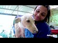 Street dog wounded and in complete shock… watch her play now!