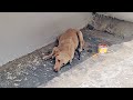 Street dog wounded and in complete shock watch her play now