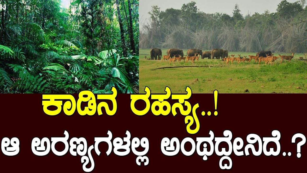 ಕಾಡಿನ ರಹಸ್ಯ..! ಆ ಅರಣ್ಯಗಳಲ್ಲಿ ಅಂಥದ್ದೇನಿದೆ..? Top 10 Biggest rain forests of the world
