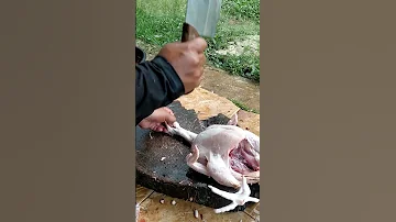 Cutting Skills Part 225 