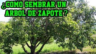 ¿Cómo sembrar un árbol de Zapote (Casimiroa edulis)? Cultivo del zapote...