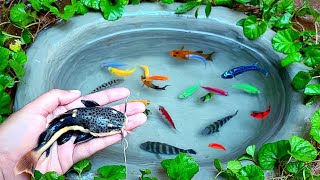 Serok Ikan Glofish, Ikan Mas Koki, Ikan Molly, Ikan Memphis, Ikan Botia, Dan Menangkap Bebek.