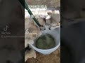 alaskanmalamute tomando agua