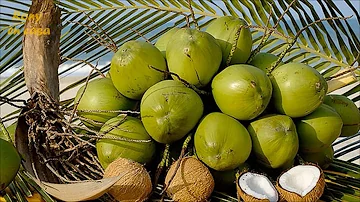 ¿Qué ocurre si bebes agua de coco cruda?