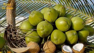 Esto es lo que le sucede a tu cuerpo si bebes Agua de Coco  / Rony en casa