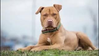 Suara ANJING GALAK buat nakutin maling !!!!