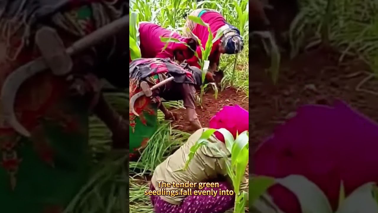 A large group of peasant women bent over to work in the fields