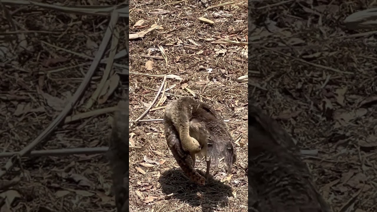 Peahen and peachicks…look at the cute peachick…
