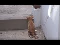 Kitten With Disability Wants To Run With His Mom  Animal ...