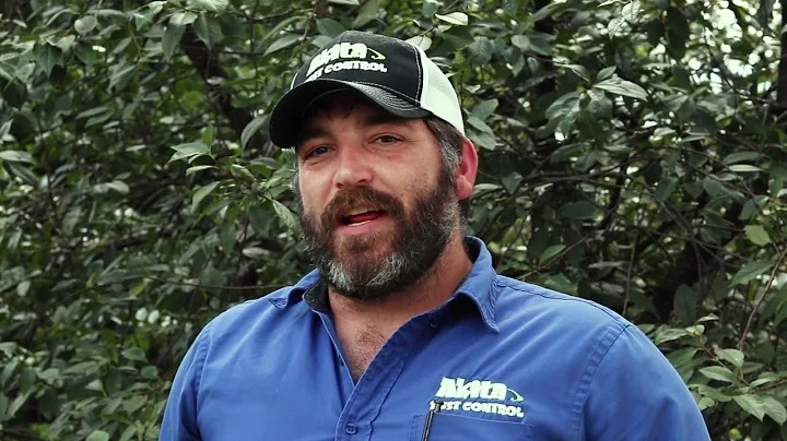 How a Professional Pest Control Technician Removes a Wasp Nest