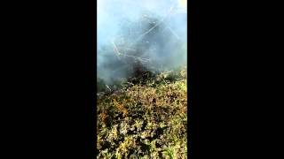 Agriculture burn