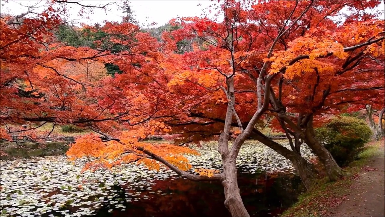 紅葉の蛇の鼻遊楽園 福島県本宮市 11月17日 16年 Youtube