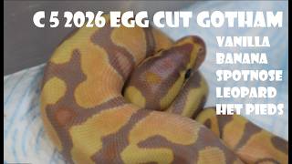 CLUTCH 5 - 2026 EGG CUT - GOTHAM VANILLA BATMANS HET PIEDS