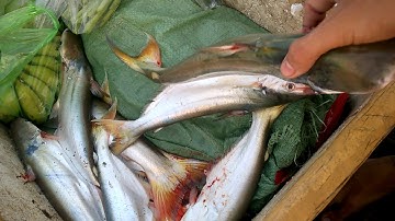 Câu cá bông lau cần giờ