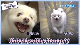 Amazing change The same dog🐶 [Dogs are incredible : EP.173-3] | KBS WORLD TV 230606