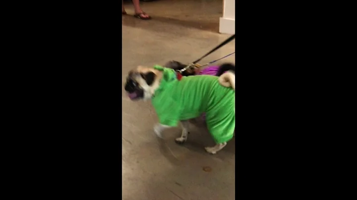 uShip Dog Costume Parade