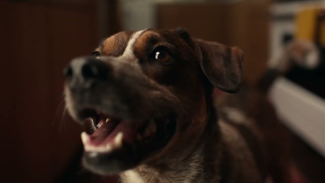 Instinct Pet Food FreshRaw Meals 15sec 16x9 GEN