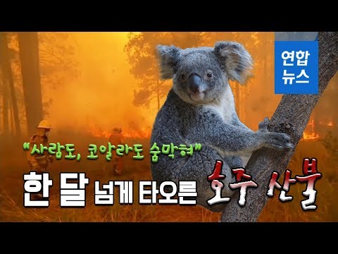 &amp;quot;사람도, 코알라도 숨막혀&amp;quot;...한 달 넘게 <strong>타오른</strong> 호주 산불/ 연합뉴스 (Yonhapnews)