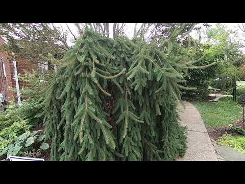 ვიდეო: Pruning Weeping Pine Trees: Weeping Conifer Pruning რჩევები