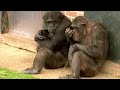 4 Things You Didn't Know about Chimps | BBC Earth