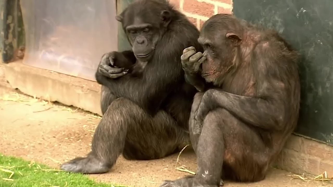 ⁣Things to Know About Chimps | BBC Earth