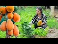 Collect papaya, spinach and edible amaranth for my cooking - Healthy soup cooking for my brother Ny