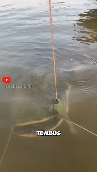 The Giant Tapah Fish, a Fierce River Predator in Indonesia! #uniquefacts #tapahfish #viralshorts