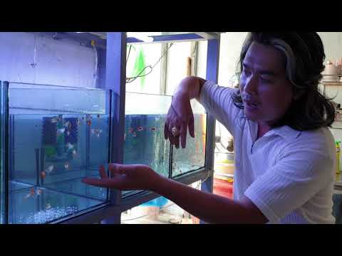 Video: Cách Thay Nước Cho Cá