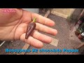 Honeypeno #2 chocolate Pepper | Capsicum annuum | Pod Review 2026