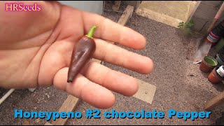 Honeypeno #2 chocolate Pepper | Capsicum annuum | Pod Review 2026