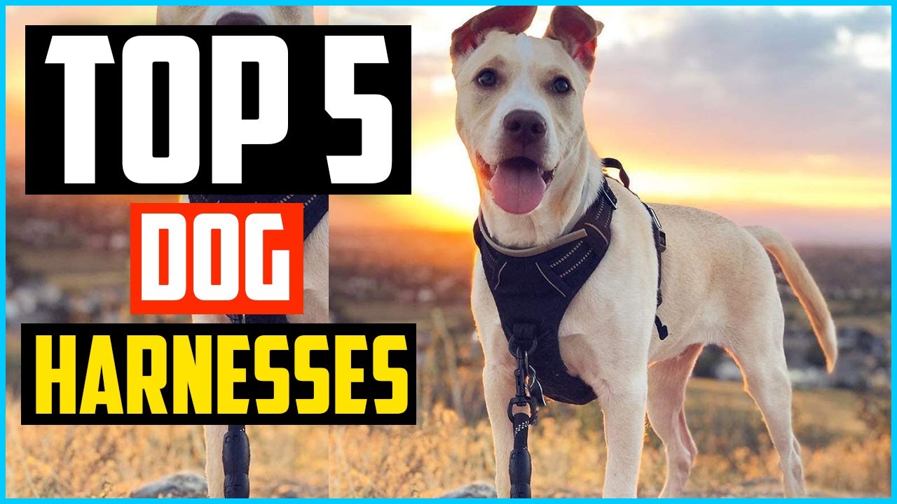 retractable dog leads asda