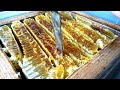 Cutting the honeycomb to extract honey apis cerana japonica