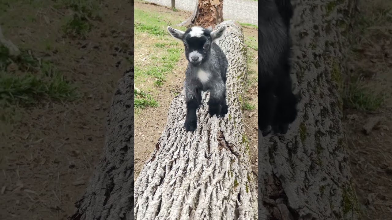 Baby Pygmy Goats Are The Best Running Pilgor Goatsimulator Goat