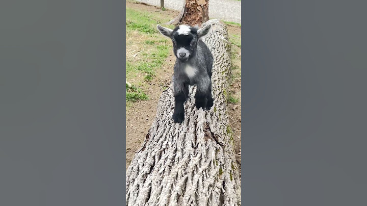 Baby Pygmy goats are the best! Running! #pilgor #goatsimulator #goat