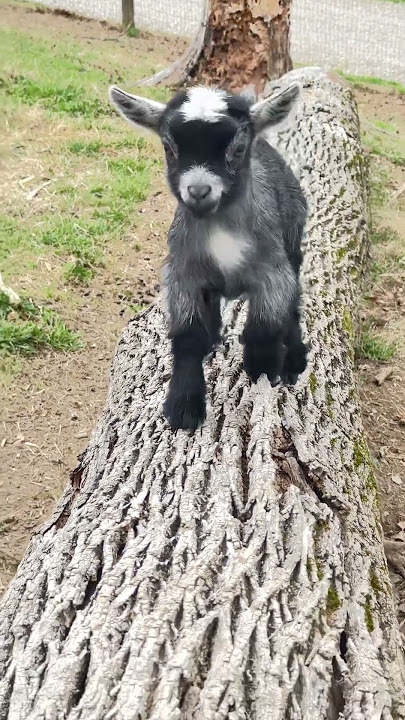 Baby Pygmy goats are the best! Running! #pilgor #goatsimulator #goat