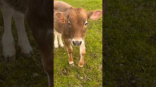 Впервые на пастбище вышли, знакомятся 🐮#корова #cow #теленок #ферма #животные #прогулка #знакомство