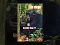 LES CHIMPANZÉS CHASSENT DES SINGES 💀
