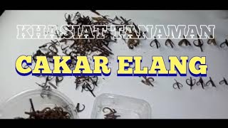 Dapat di ketahui khasiat tanaman cakar elang sebagai berikut