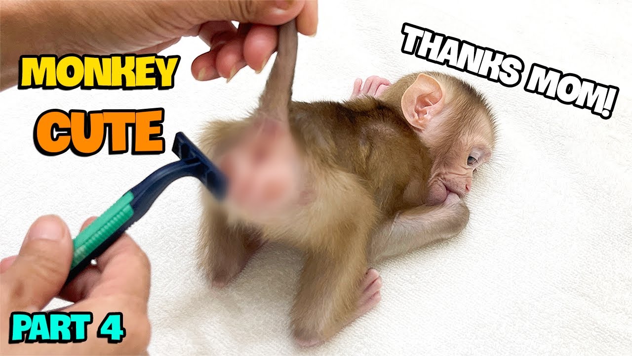 YuYu Monkey Family's Cutest Videos! (Part 4)