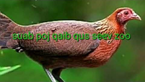 Poj qaib qus seev,  tiếng gà mái rừng mồi chuẩn. (lub neej toj siab)