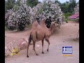 شاهد لاول مرة حديقة الحيوان في مدينة اثينا برنامج عالم بلا حدود