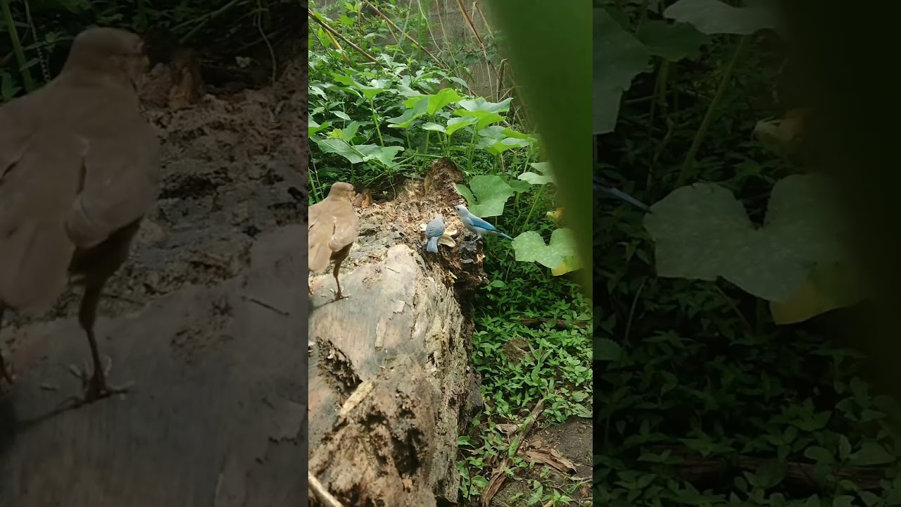 Clay-colored Thrush vs Cyanerpes cyaneus and blue-gray tanager 